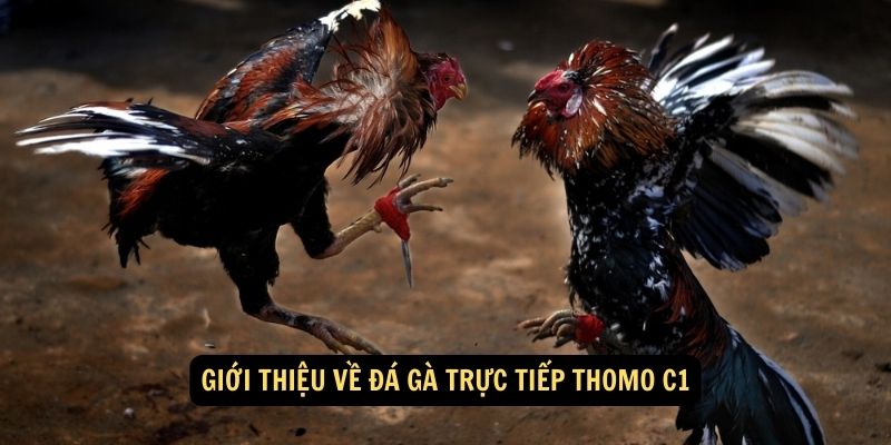 Gioi thieu ve da ga truc tiep thomo c1