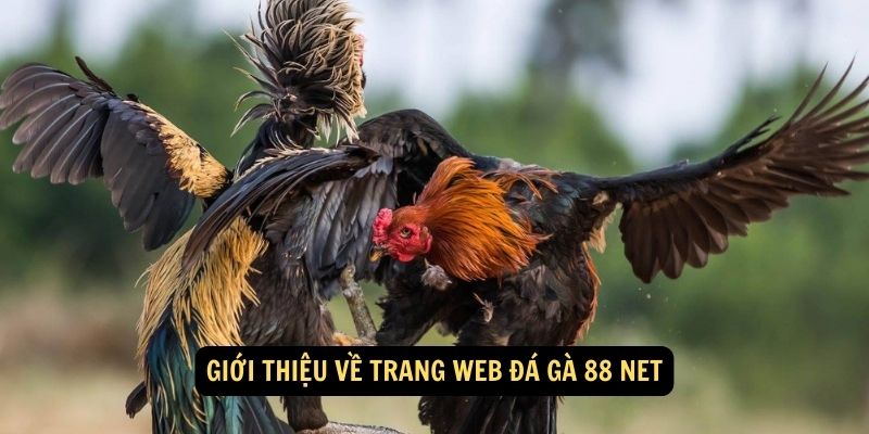 Gioi thieu ve trang web da ga 88 net